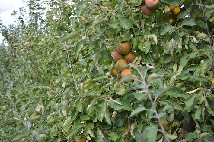 pommes verger Terroir du Nord variété Boskoop © DR