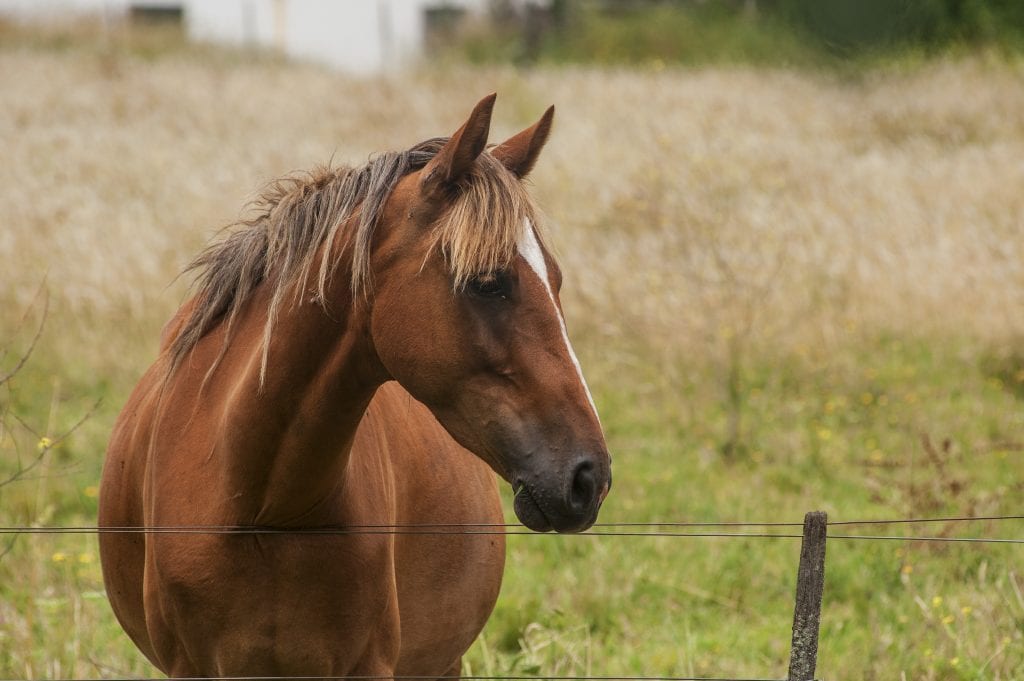 Outils de simulation - L'institut français du cheval et de l'équitation