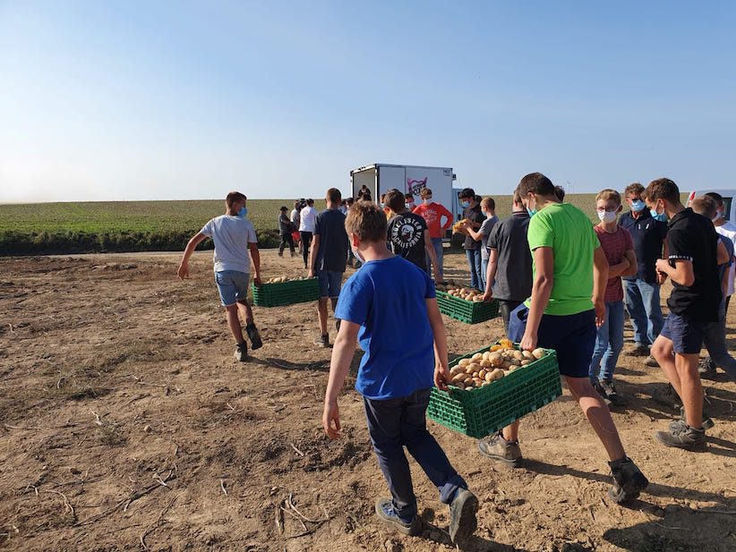 opération glanage pommes de terre Solaal Hauts-de-France septembre 2020 © Solaal