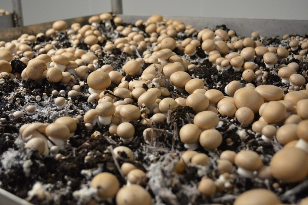 champignons de paris bruns ferme du Wint à Brunembert © DR