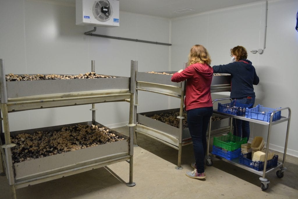 Isabelle Deleglise Leduc et Bénédicte Chochois champignons de paris bruns ferme du Wint à Brunembert © DR