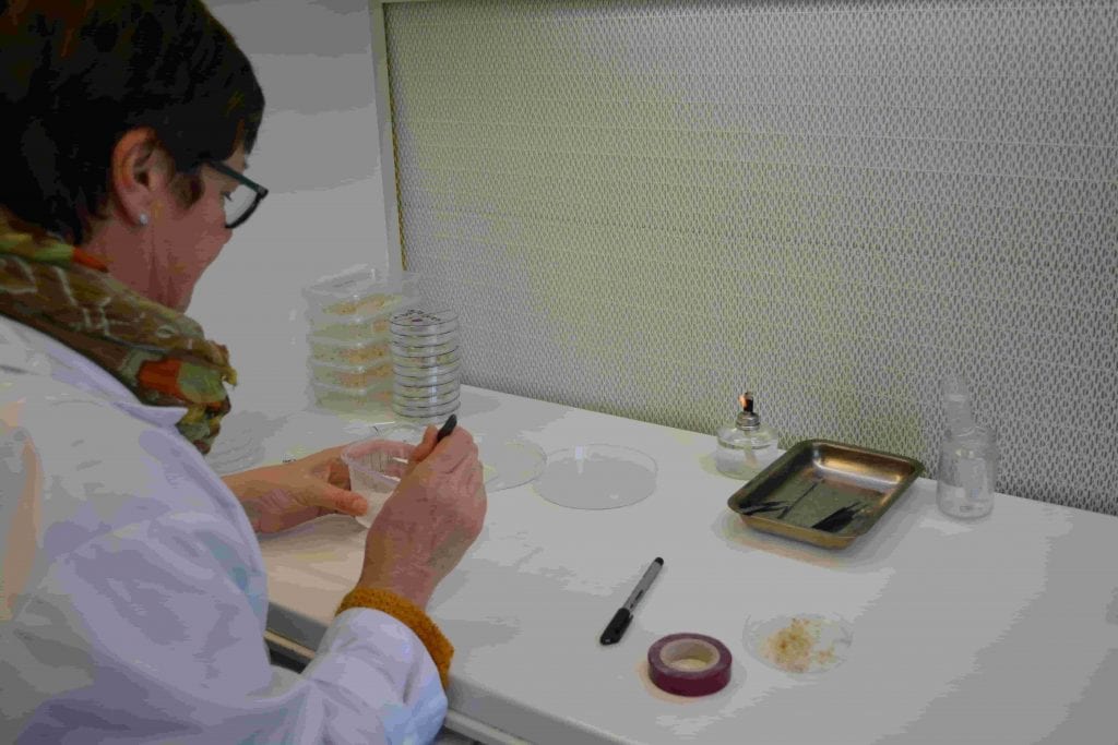 Laboratoire de technique in vitro de l'Institut de Genech mars 2019 © LB