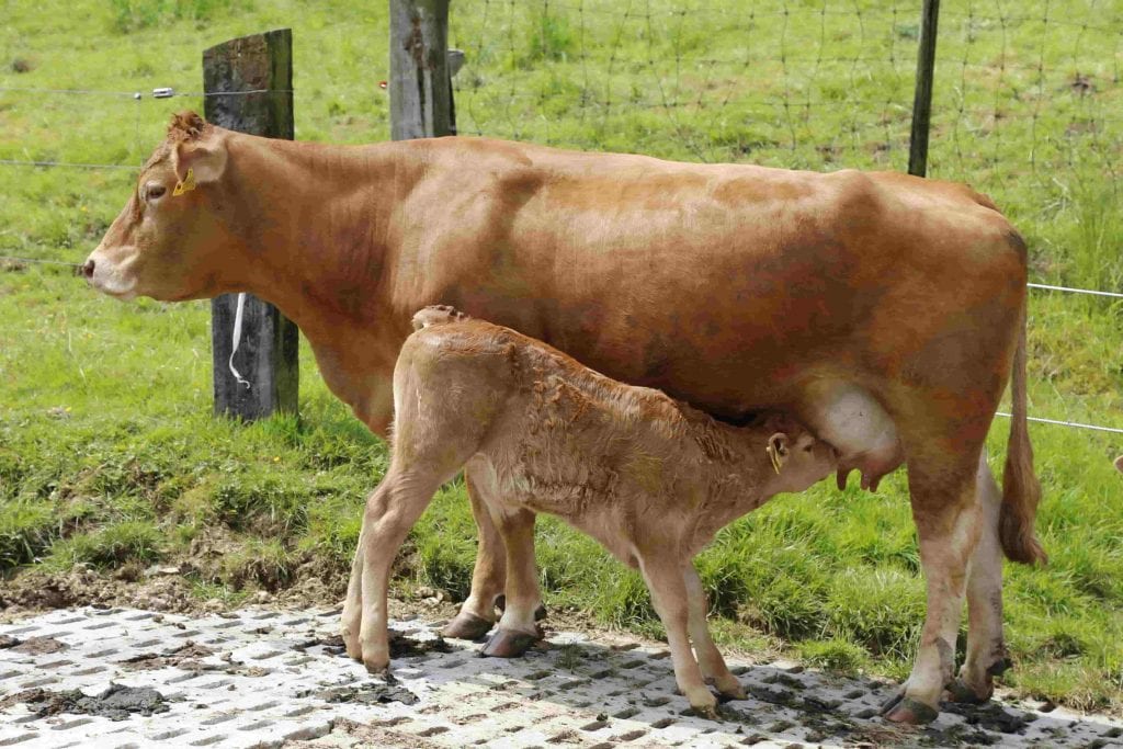 vache et veau limousine © Pixabay