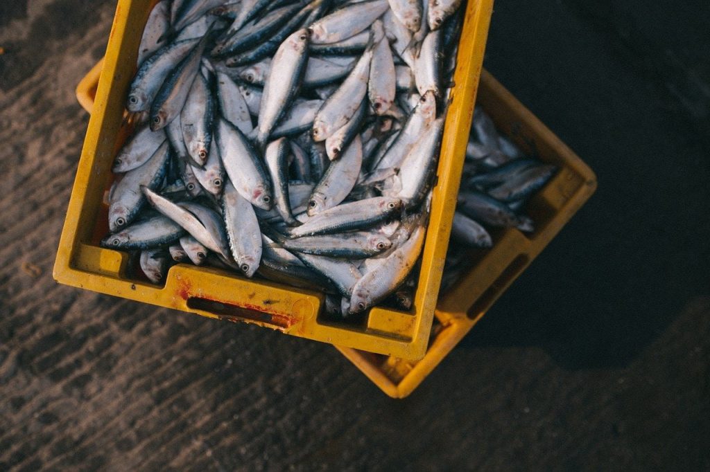 poisson © Free-Photos de Pixabay