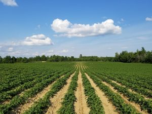 terres et territoires pommes de terre surfaces plantation rangs © Pixabay