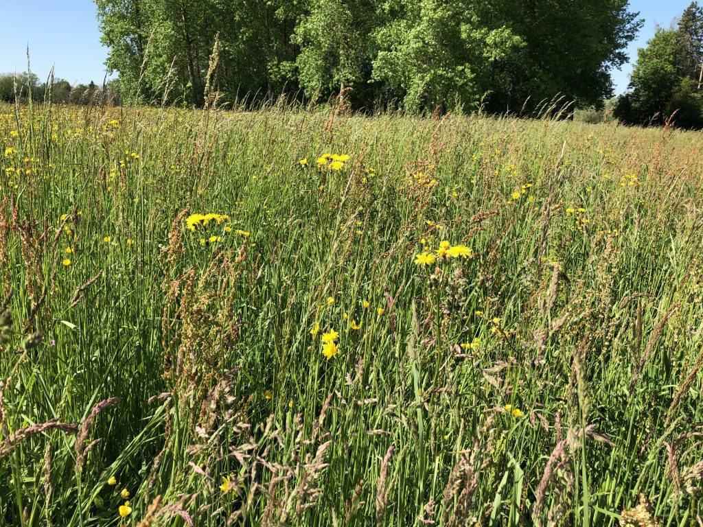 prairies fleuries © LD