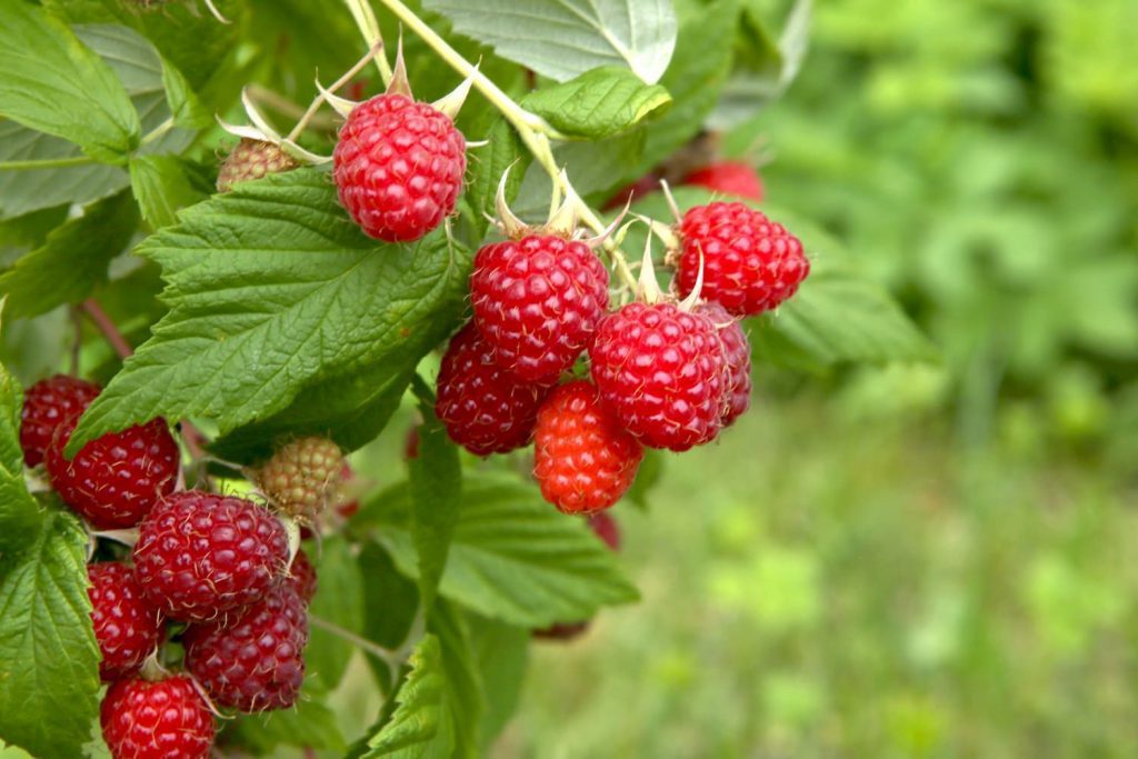 framboises fruits rouges © Adobe