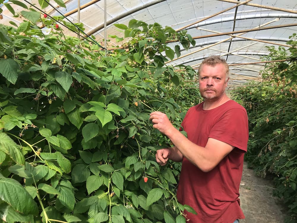 guillaume dubus framboise fruits rouges Sailly-lez-Lannoy juillet 2031 © S.P.