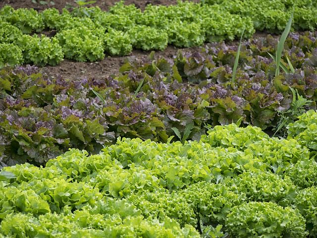 salade maraichage © Pixabay