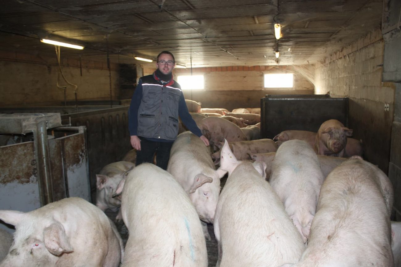 Crise de l'élevage: le bras-de-fer reprend sur le prix du porc - Challenges