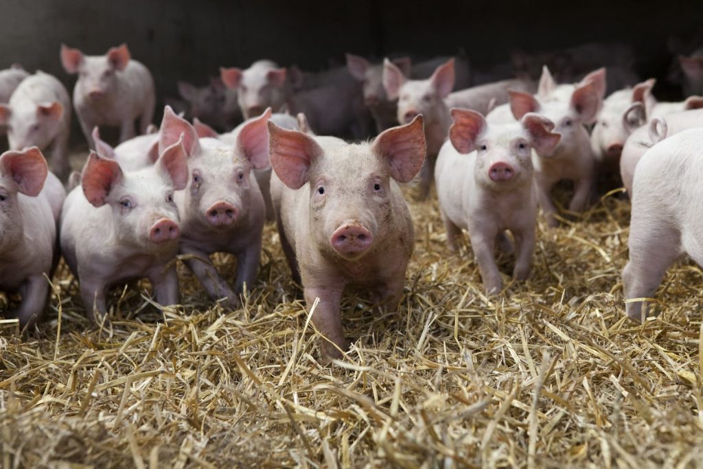 Santé Porc : l'actualité de la filière porcine