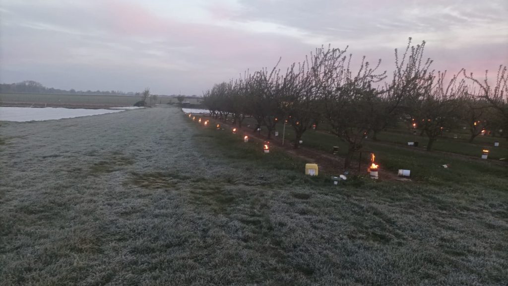 Le mois d’avril 2023 se positionne dans la normale bien qu’on ait pu noter quelques gelées matinales qui ont poussé les arboriculteurs à protéger leurs vergers comme ici, à Férin, dans le Nord, le 26 avril. © AGATE