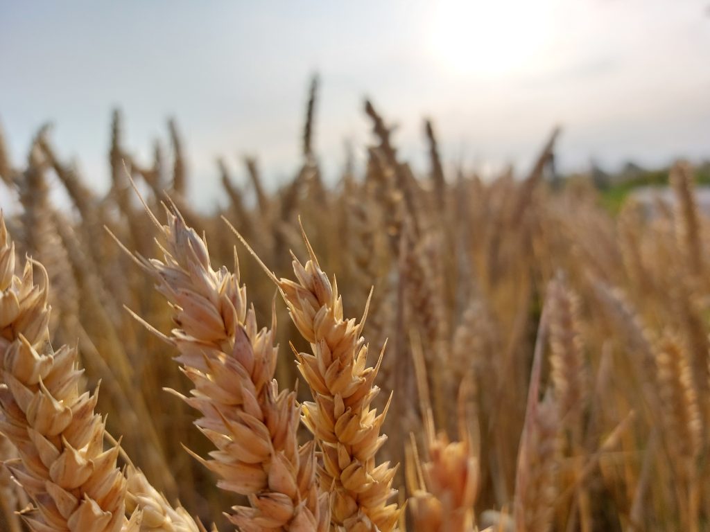 Les métiers qui entourent la moisson