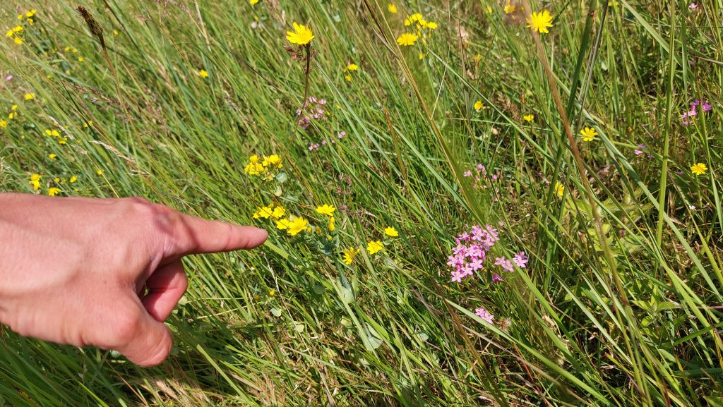 L’attribut alt de cette image est vide, son nom de fichier est dunes-doigt-plante-1024x577.jpg.