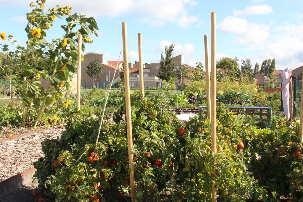 Des jardins populaires ont été créés dans chaque quartier de Grande-Synthe pour cultiver sans intrants
chimiques des légumes, fruits et fleurs pour les familles, sur un total de 12 hectares. © D. R.