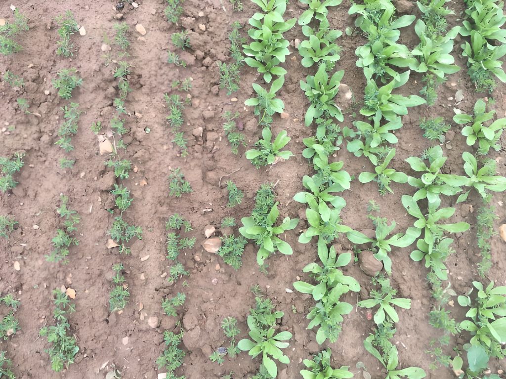 La chambre d’agriculture conduit un essai sur la lentille, qui connaît un réel engouement.