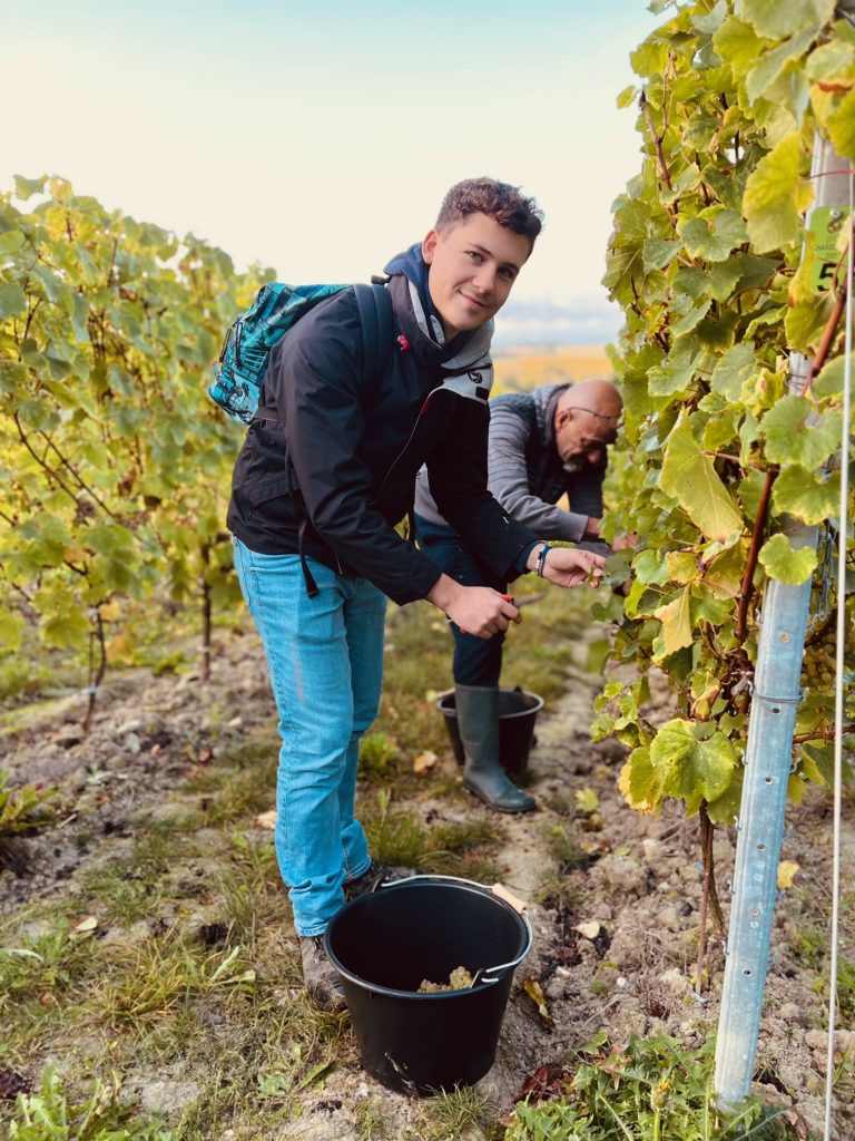 fresnicourt-le-dolmen viticulture