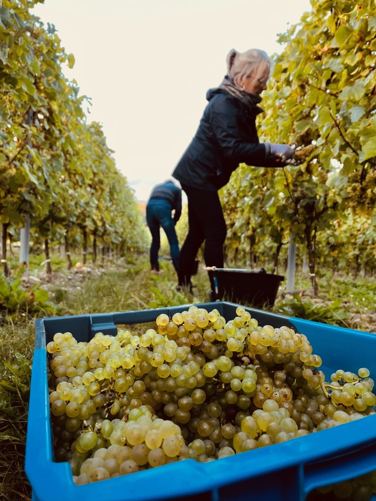 fresnicourt-le-dolmen viticulture