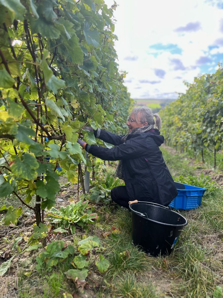 fresnicourt-le-dolmen viticulture