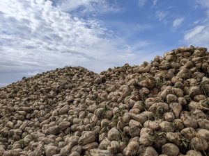 Les conditions d'arrachages des betteraves ont finalement été plutôt bonnes. © J. D. P.