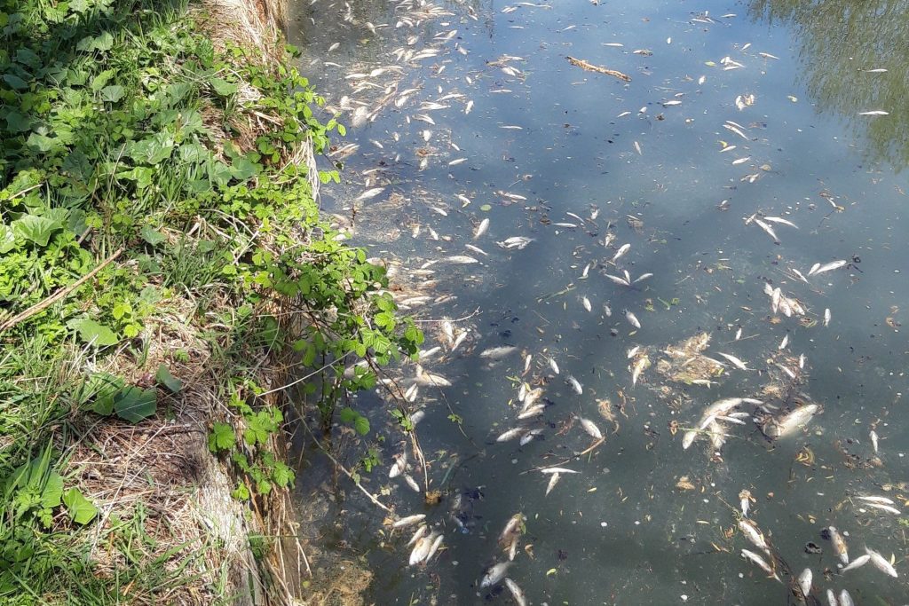La rupture d'une digue d'un bassin de l'usine Tereos en avril 2020 avait entraîné une mortalité piscicole à la confluence entre le Canal de l’Escaut et celui de la Sensée. © FDAAPPMA 59