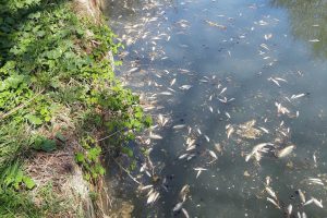 La rupture d'une digue d'un bassin de l'usine Tereos en avril 2020 avait entraîné une mortalité piscicole à la confluence entre le Canal de l’Escaut et celui de la Sensée. © FDAAPPMA 59