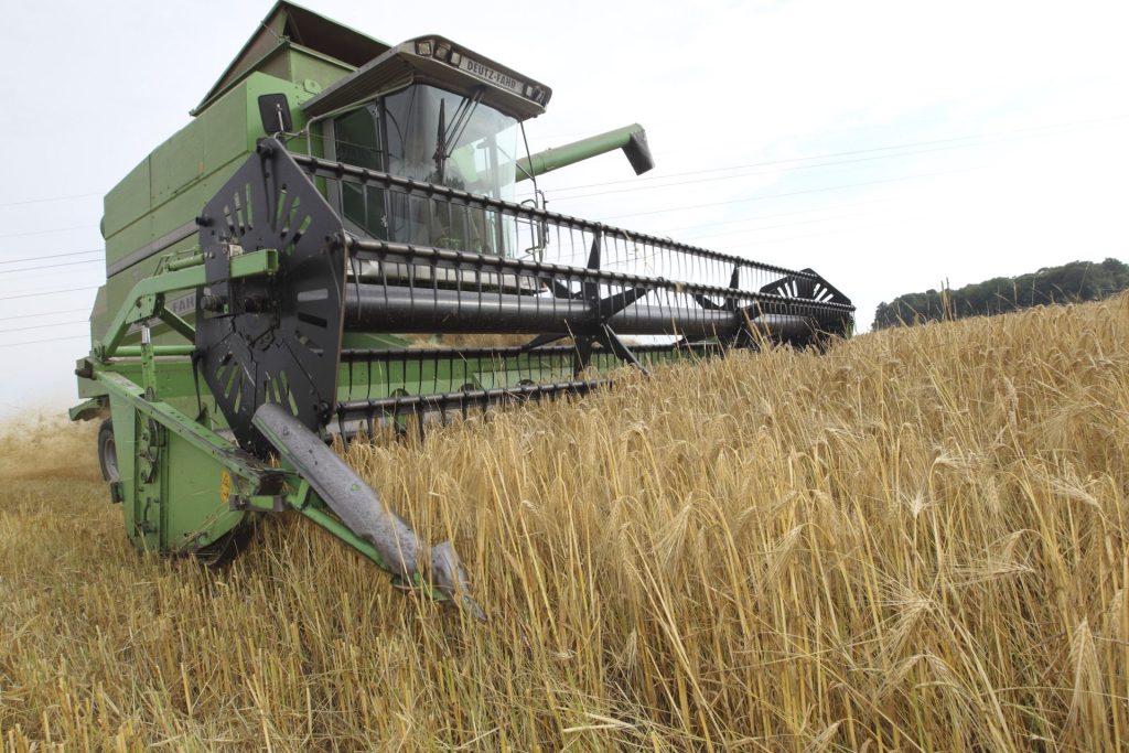 La moisson des escourgeons est prête à débuter dans les secteurs les plus avancés du Nord-Pas de Calais. © Réussi