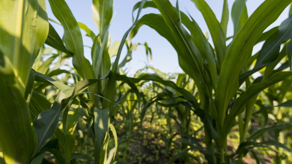 Pyrales du maïs : poser les trichogrammes dès la baisse des températures ©freepik