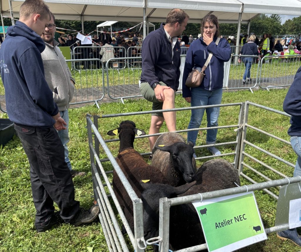 Damien Leppe réalise une tonte de mouton dans le cadre de la première ovinpiade. © V. P